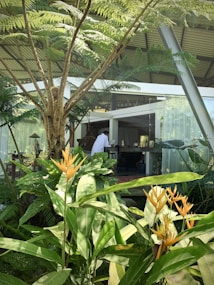 A lush garden scene with vibrant green foliage and large fern trees. Orange bird-of-paradise flowers stand prominently among the greenery. In the background, a person wearing a white shirt is inside a modern glass-walled building featuring an open plan design.