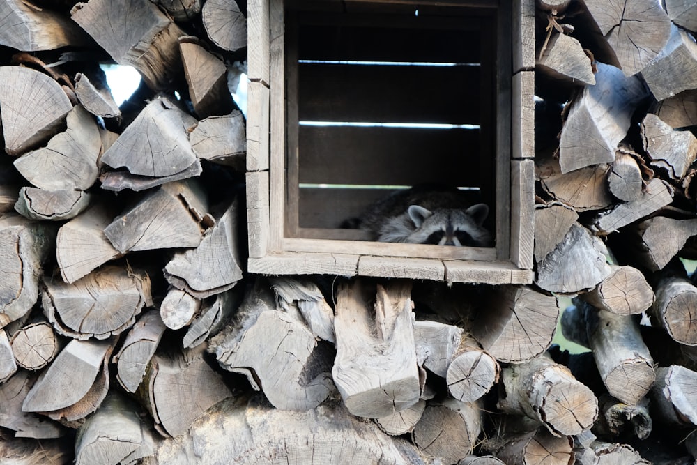 a raccoon looking out of a window in a pile of wood