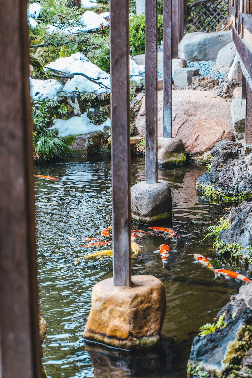 a small pond with many goldfish in it