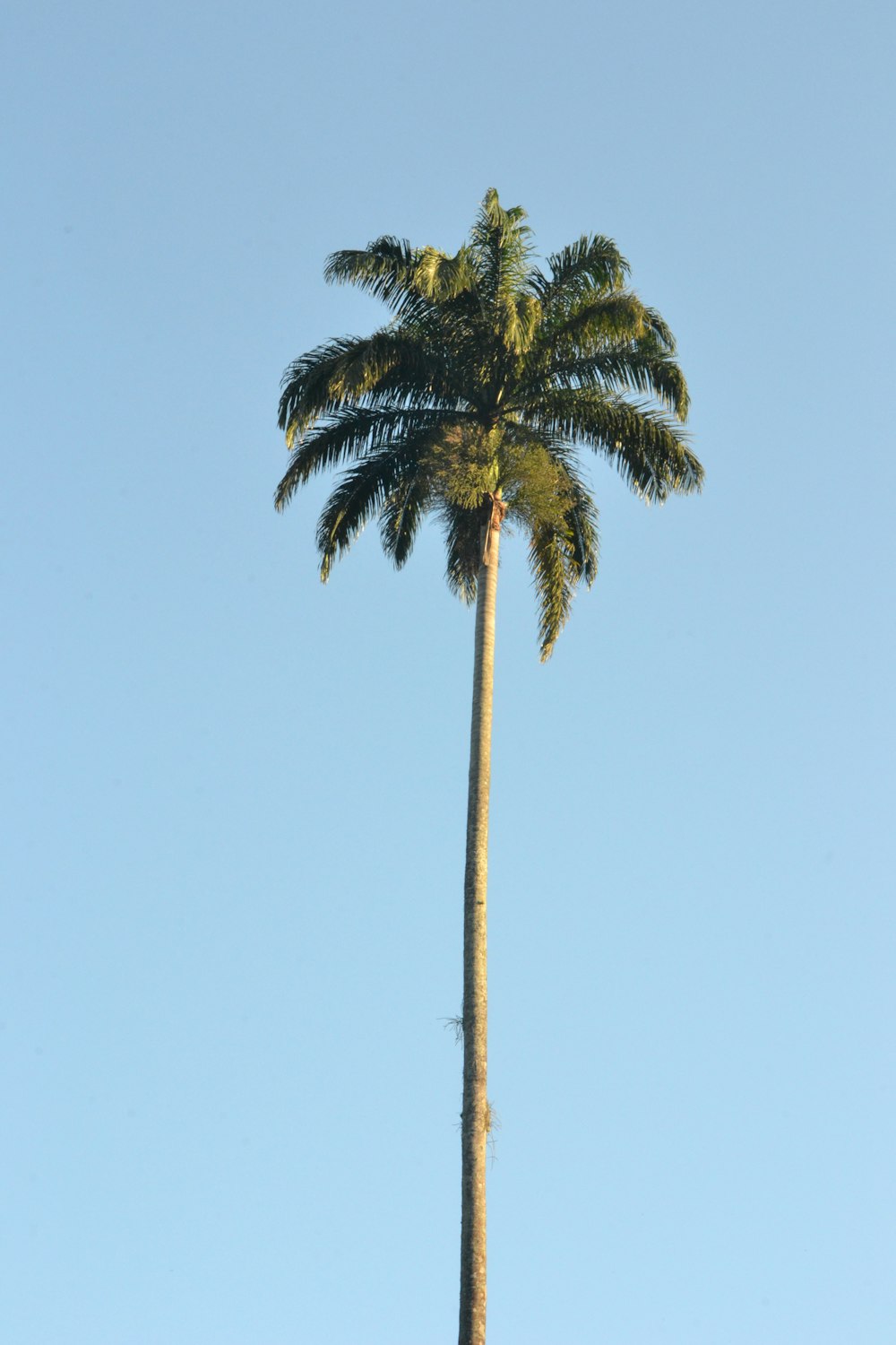 a tall palm tree against a blue sky