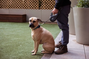 a dog sitting on a leash next to a person