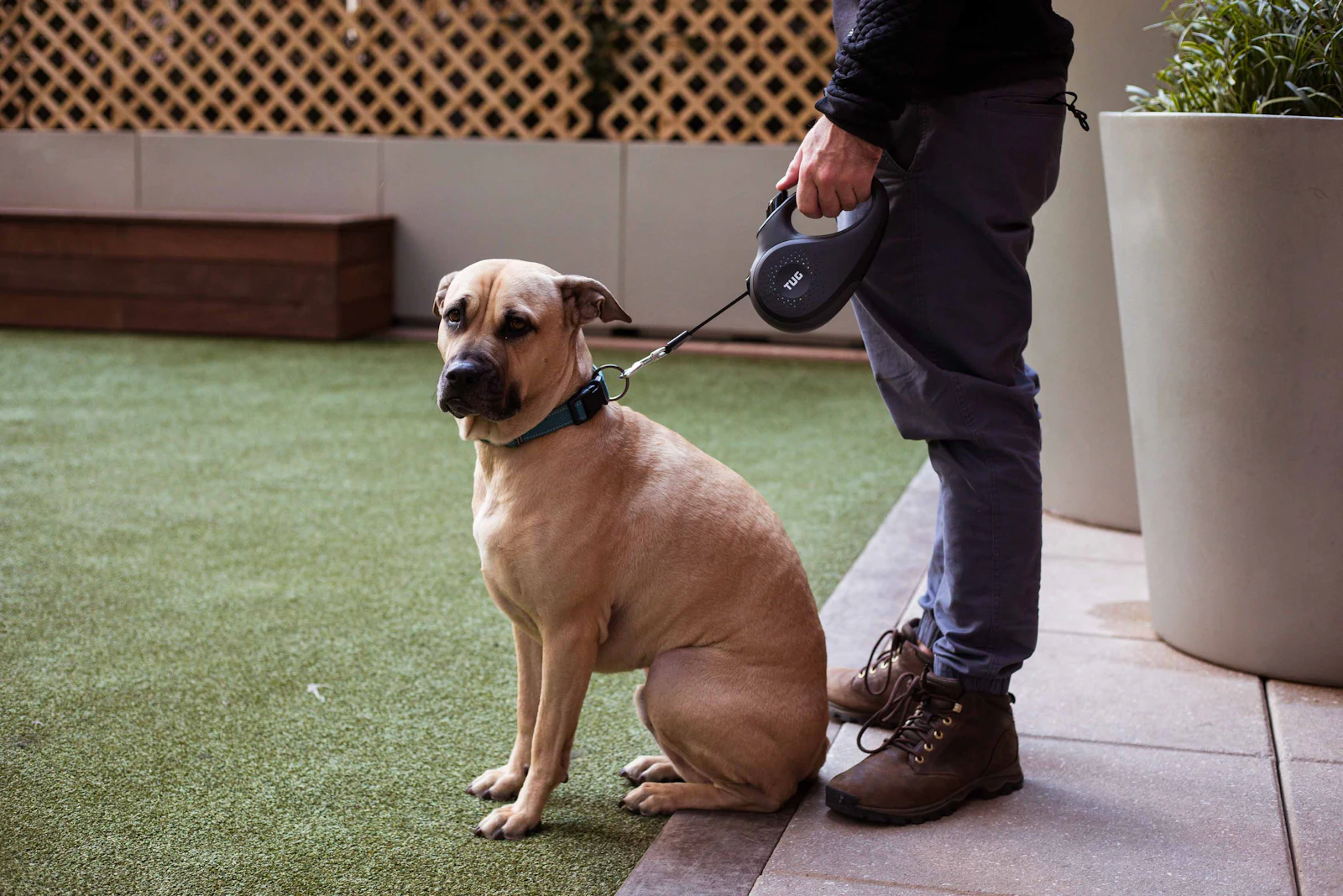 A tan dog sitting quietly at heel on a leash beside its handler's leg on a patio, calm and under control