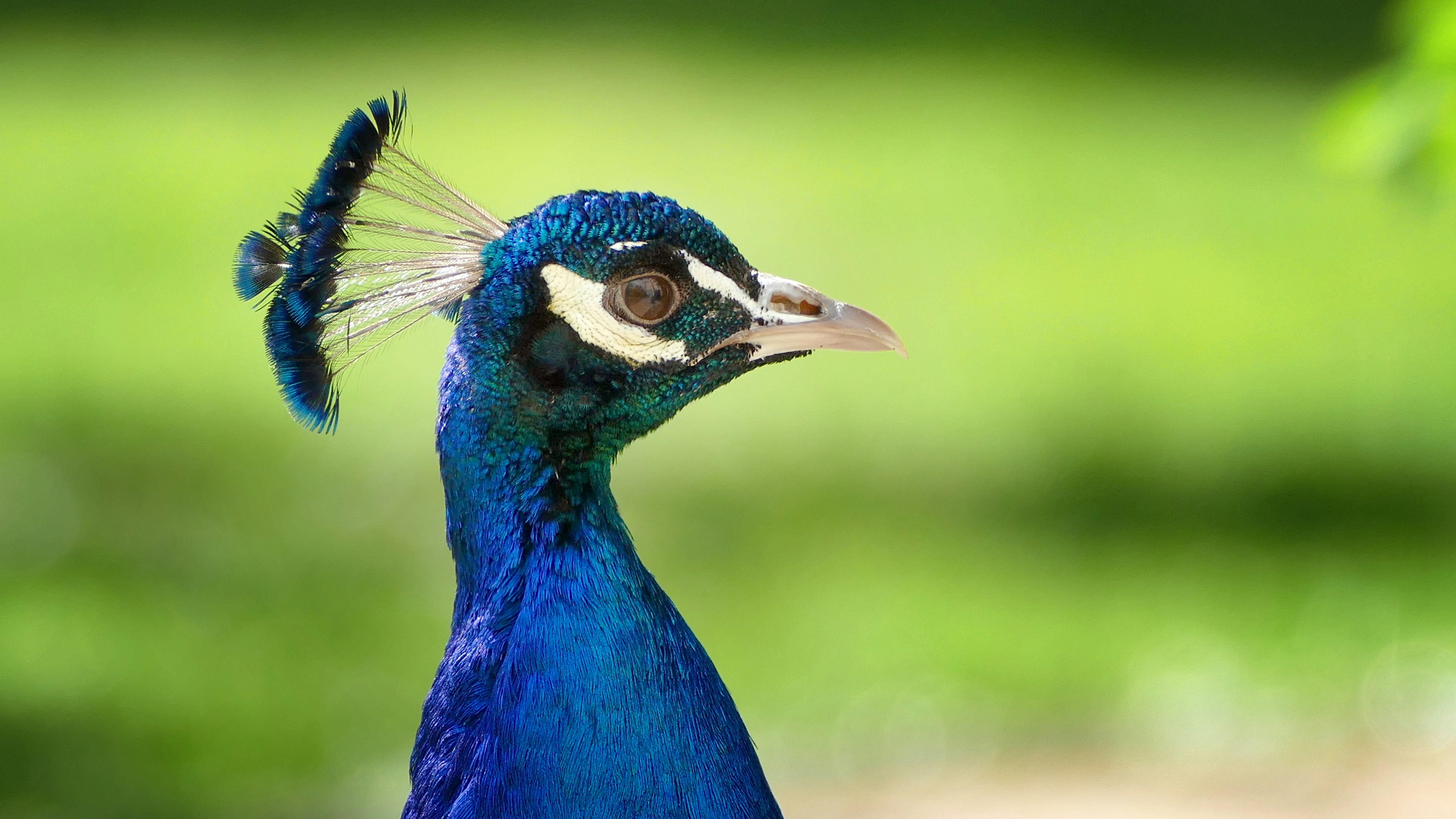 Photo by kuriositante