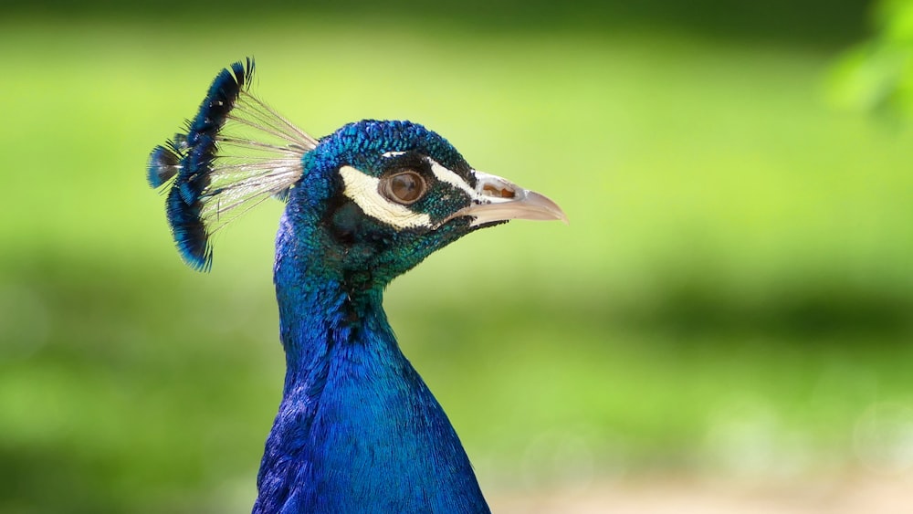 a close up of a peacock with a blurry background