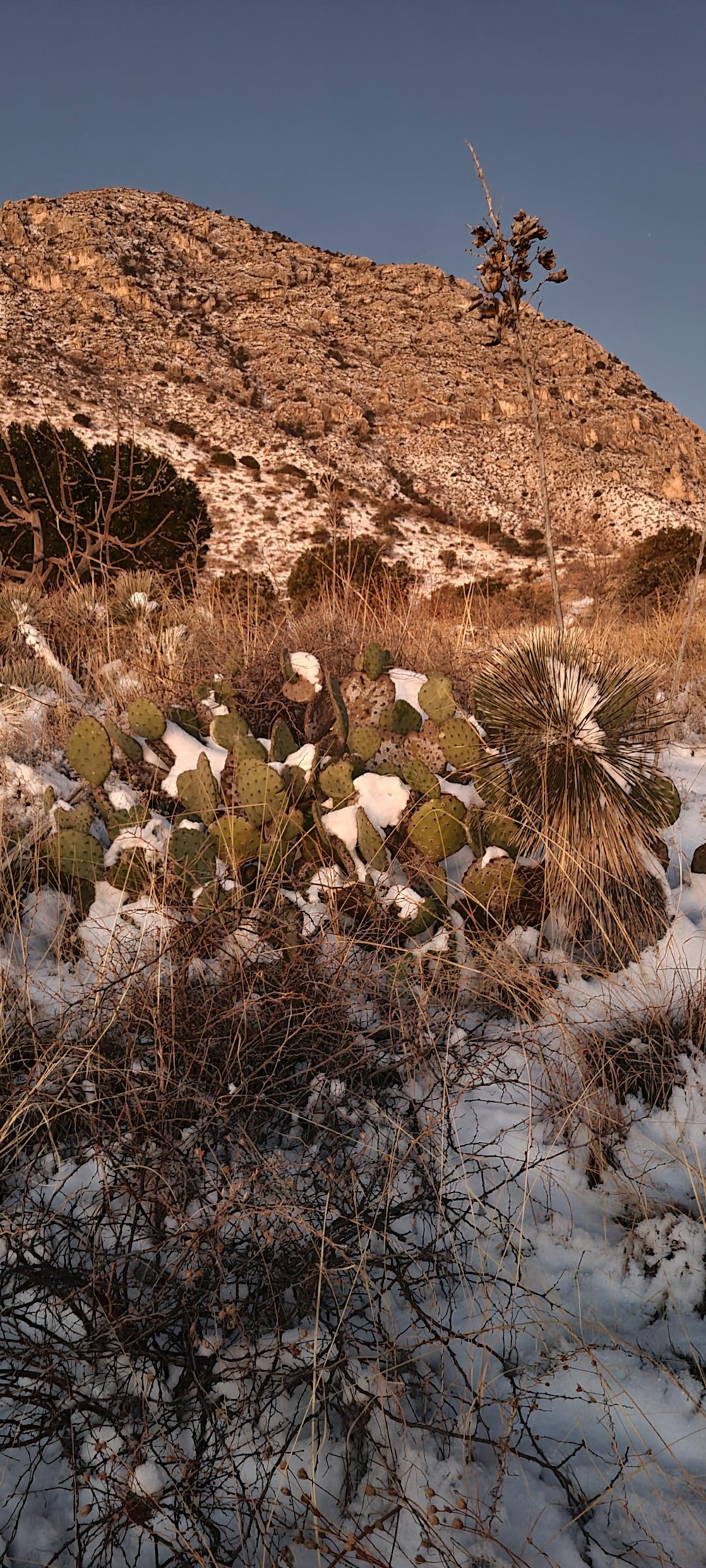 a bunch of plants that are in the snow