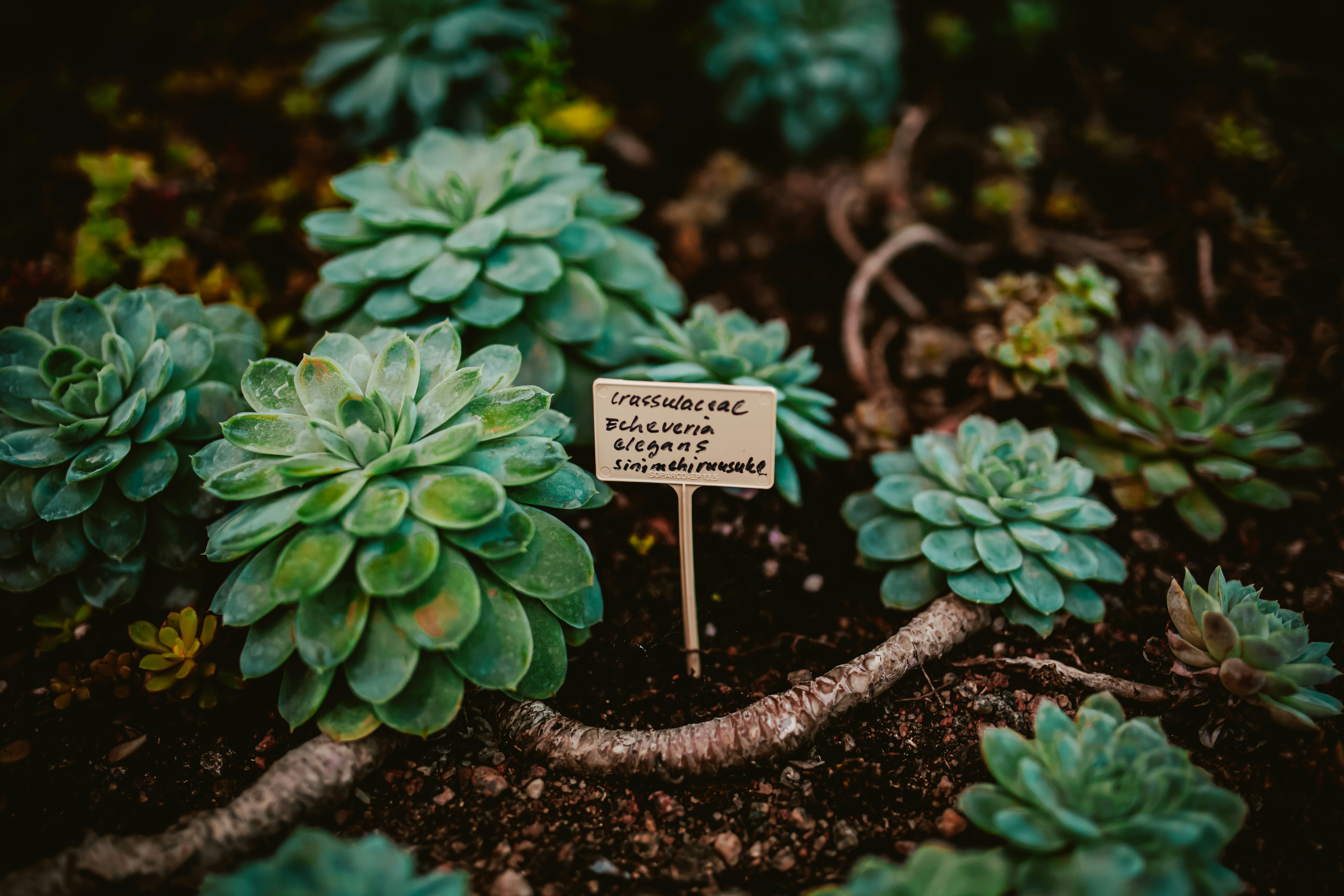 Questions fréquentes sur jardinage