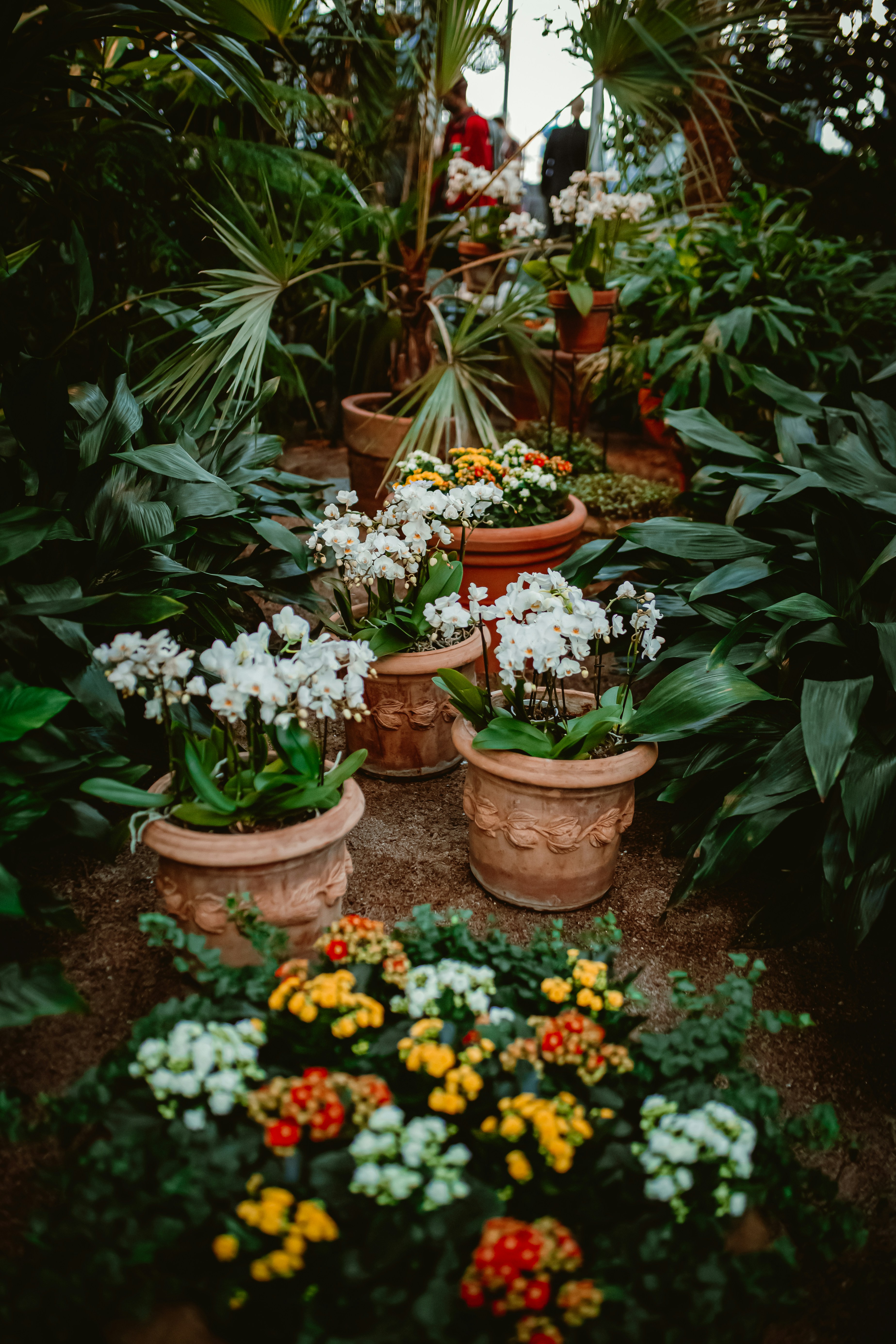 a garden filled with lots of different types of flowers