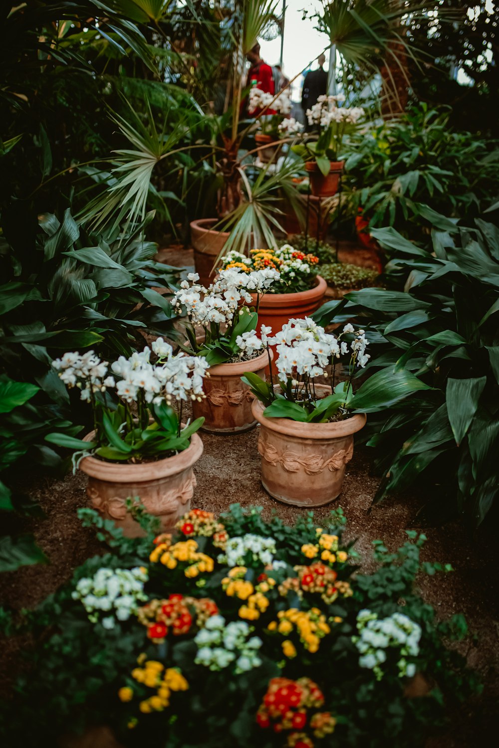 a garden filled with lots of different types of flowers