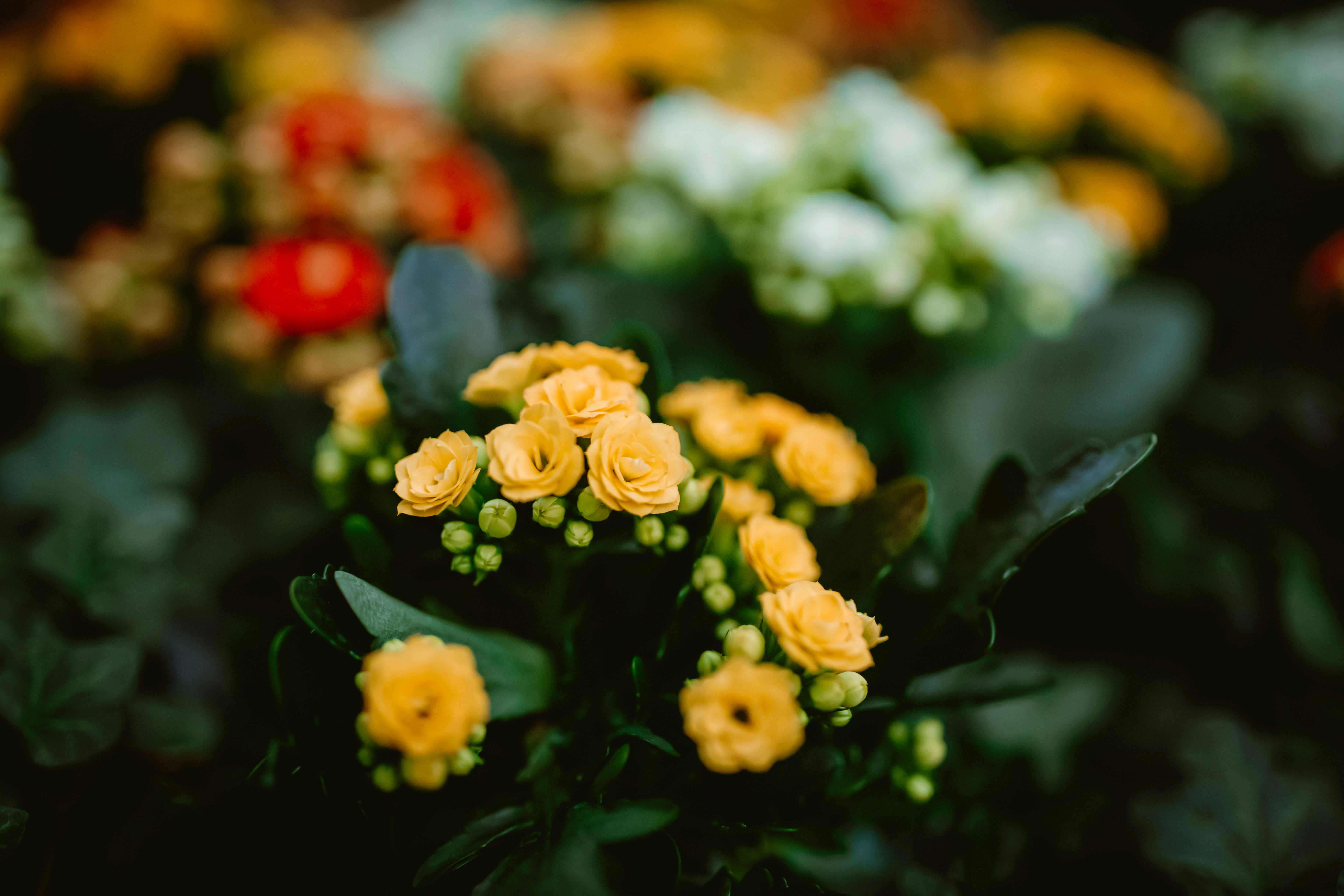 Photo by hoangmainguyen