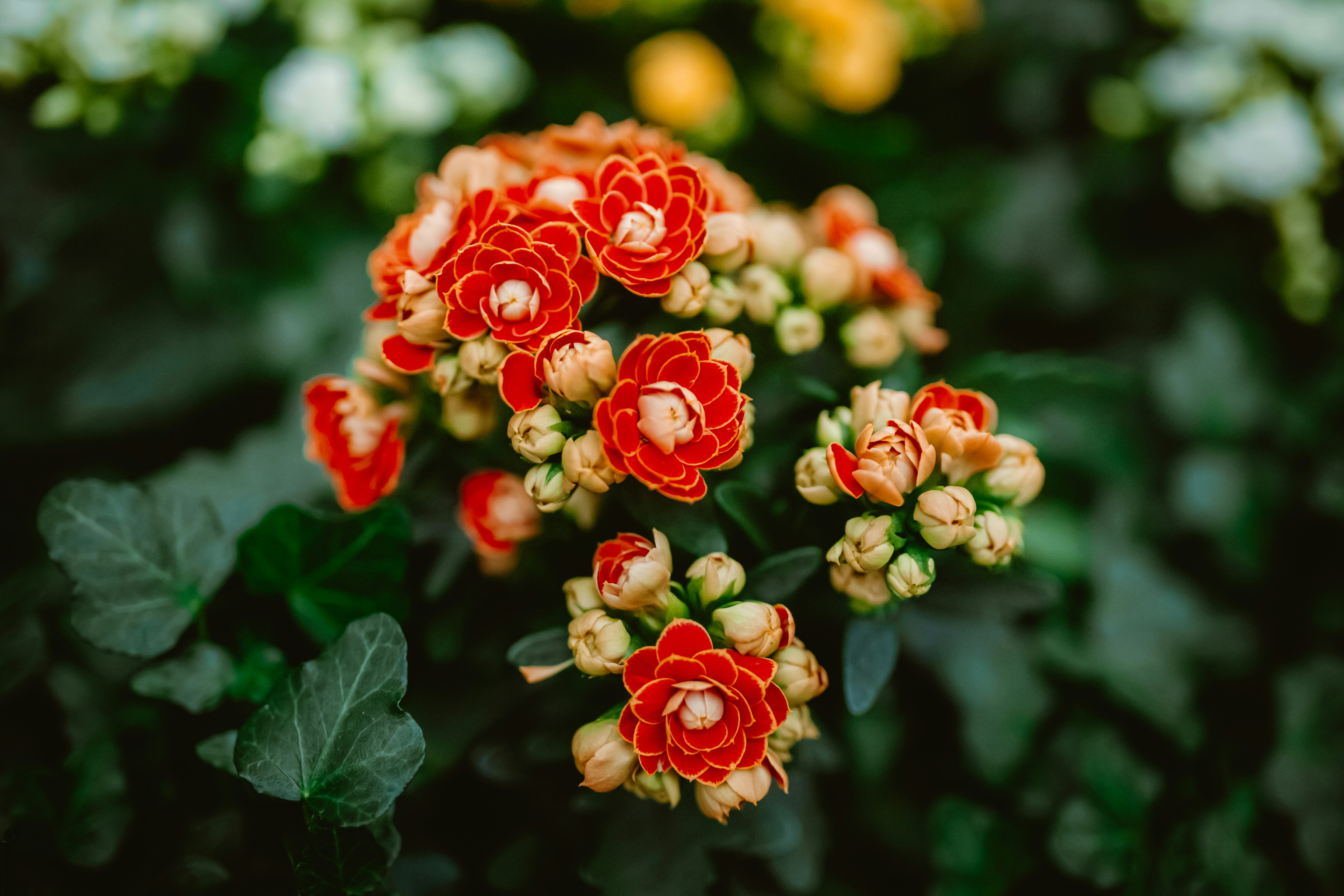 Photo by hoangmainguyen