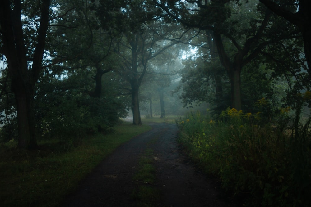 a road in the middle of a forest on a foggy day