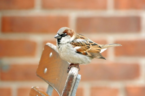 a small bird perched on top of a wooden chair