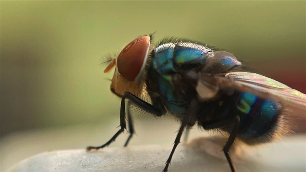 a close up of a fly on a white surface