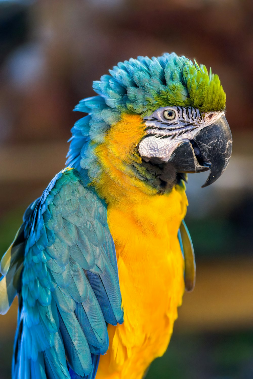 a blue and yellow parrot with green feathers