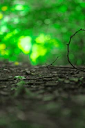 Soft-focus image of a forest floor with scattered honey jars and leaves.