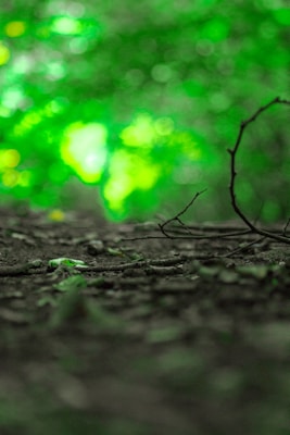 The image features a close-up view of a forest floor with twigs and leaves scattered across the ground. The background is blurred, showcasing a bokeh effect with vibrant green hues that suggest sunlight filtering through the foliage.