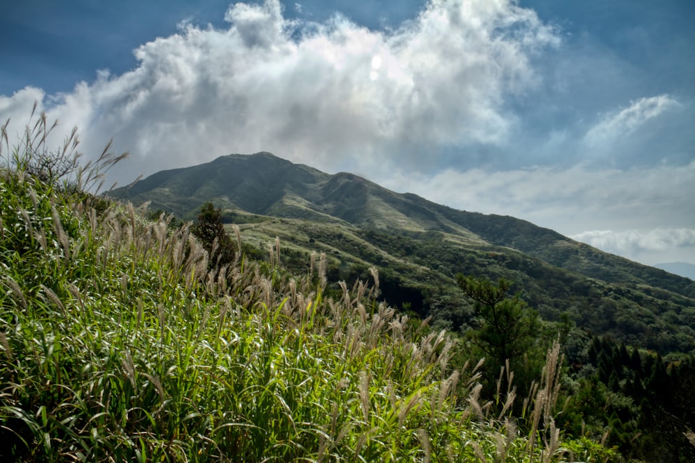 a lush green hillside with a mountain in the background