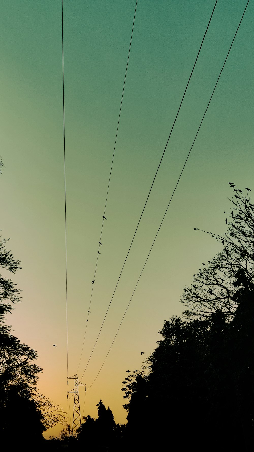 una vista di linee elettriche e alberi al tramonto