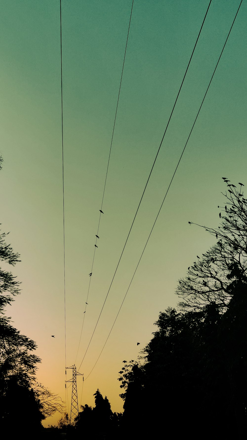 a view of power lines and trees at sunset