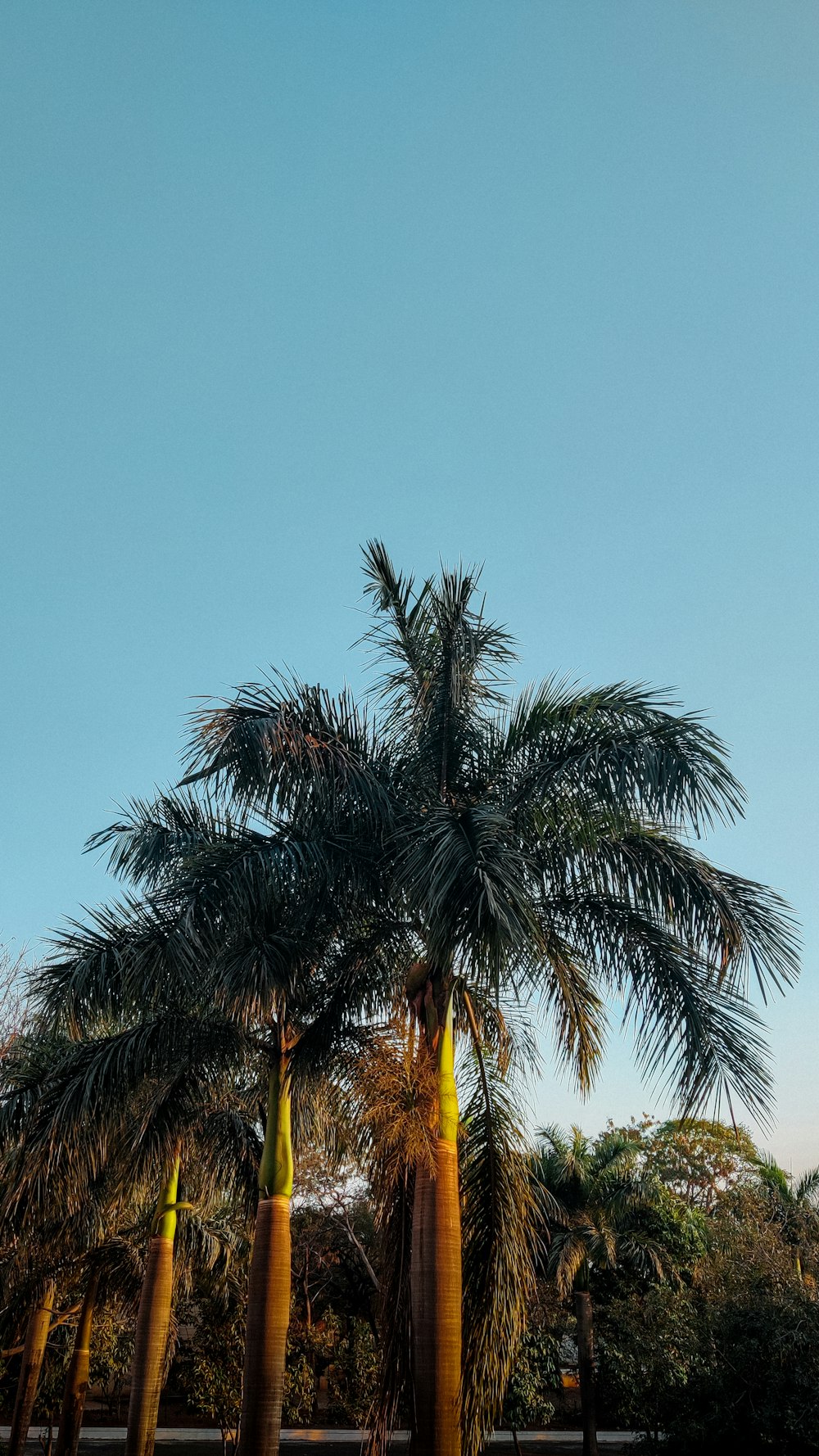a group of tall palm trees standing next to each other