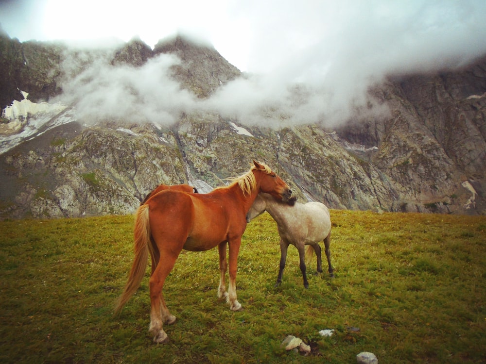 a couple of horses standing on top of a lush green field