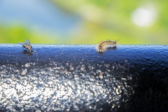 A close-up view of a fly and a caterpillar on a glossy, black metallic surface. The background is blurred with hues of green and blue, suggesting an outdoor setting.