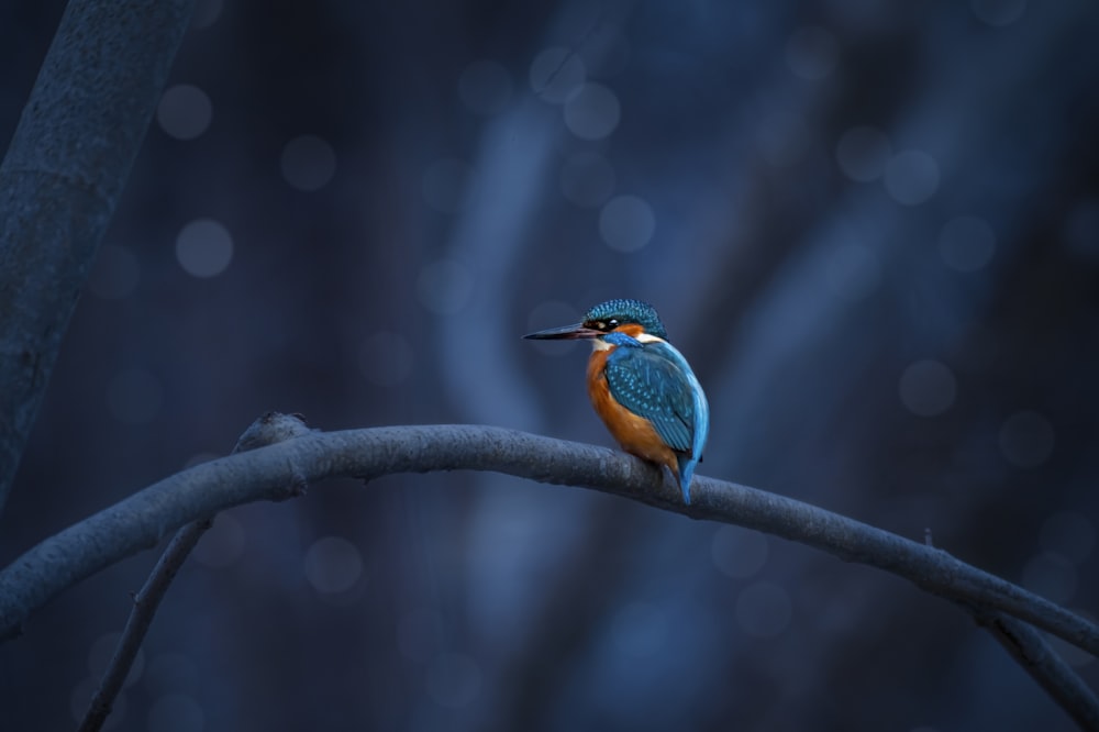 a small blue and orange bird sitting on a branch