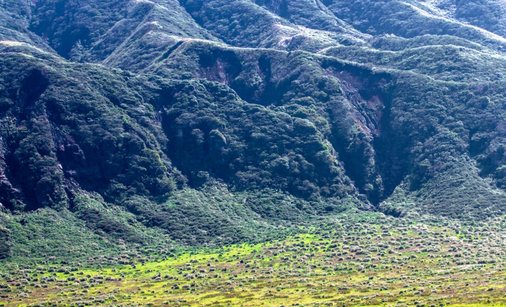 a lush green hillside covered in lots of trees