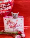 a small dog sitting in a valentine's day bag