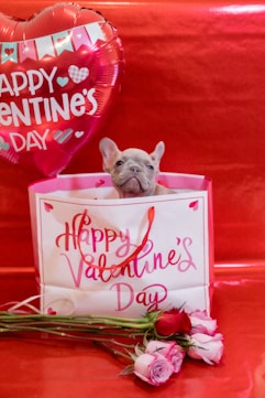 a small dog sitting in a valentine's day bag