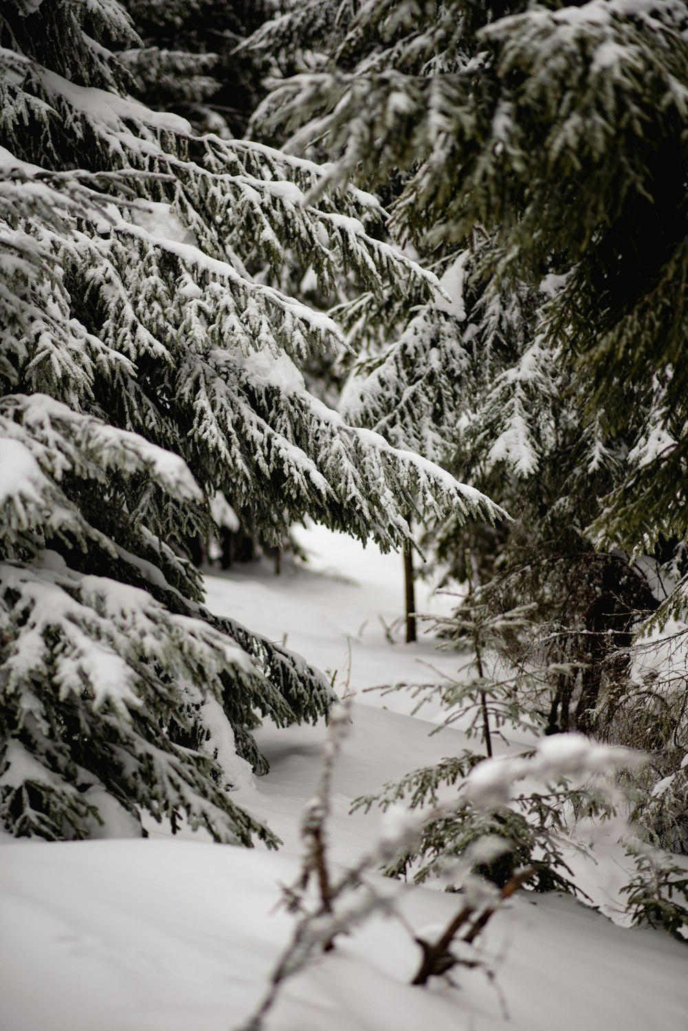 a snow covered forest with lots of trees