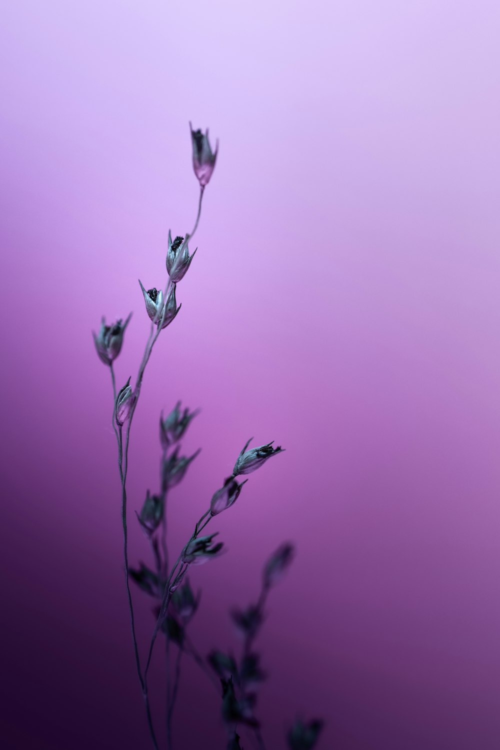 Un primer plano de una flor sobre un fondo púrpura