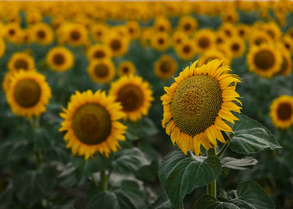 a close up of a flower