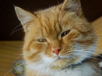 A friendly orange tabby cat sitting with a welcoming expression, symbolizing the warm community spirit of Cincy Cool Cats.