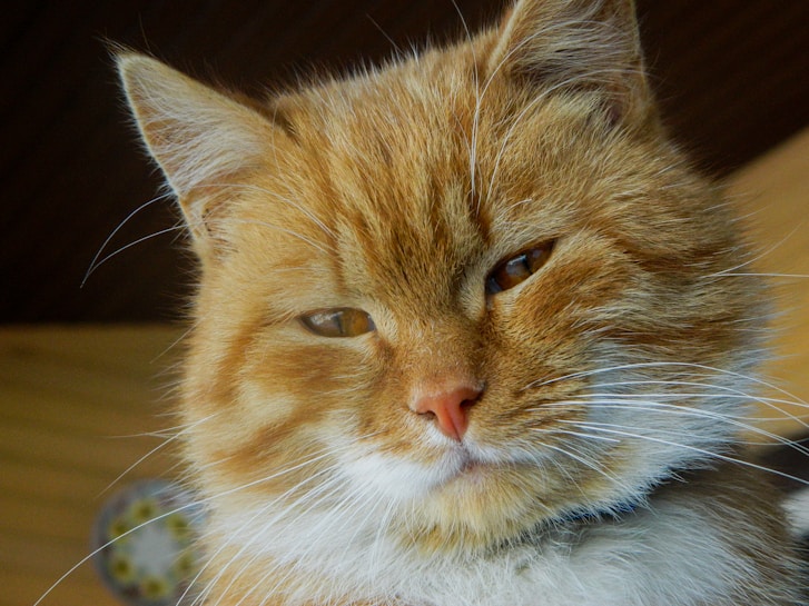 An orange tabby cat with a fluffy coat and white markings around its nose and chest. The cat has a serene expression with narrowed eyes and prominent whiskers.
