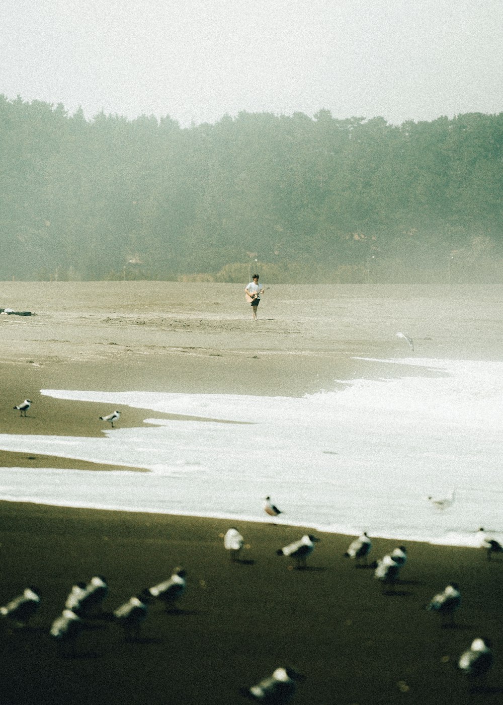 a group of birds standing on top of a sandy beach