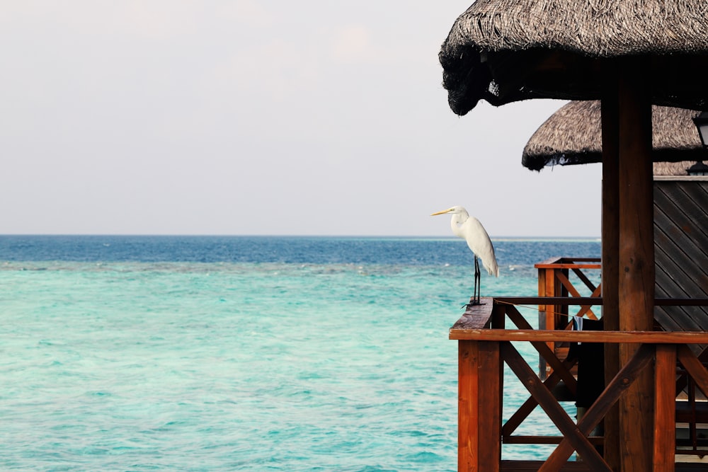 a white bird sitting on top of a wooden structure