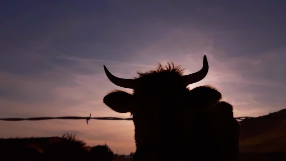 a silhouette of a horned animal with long horns