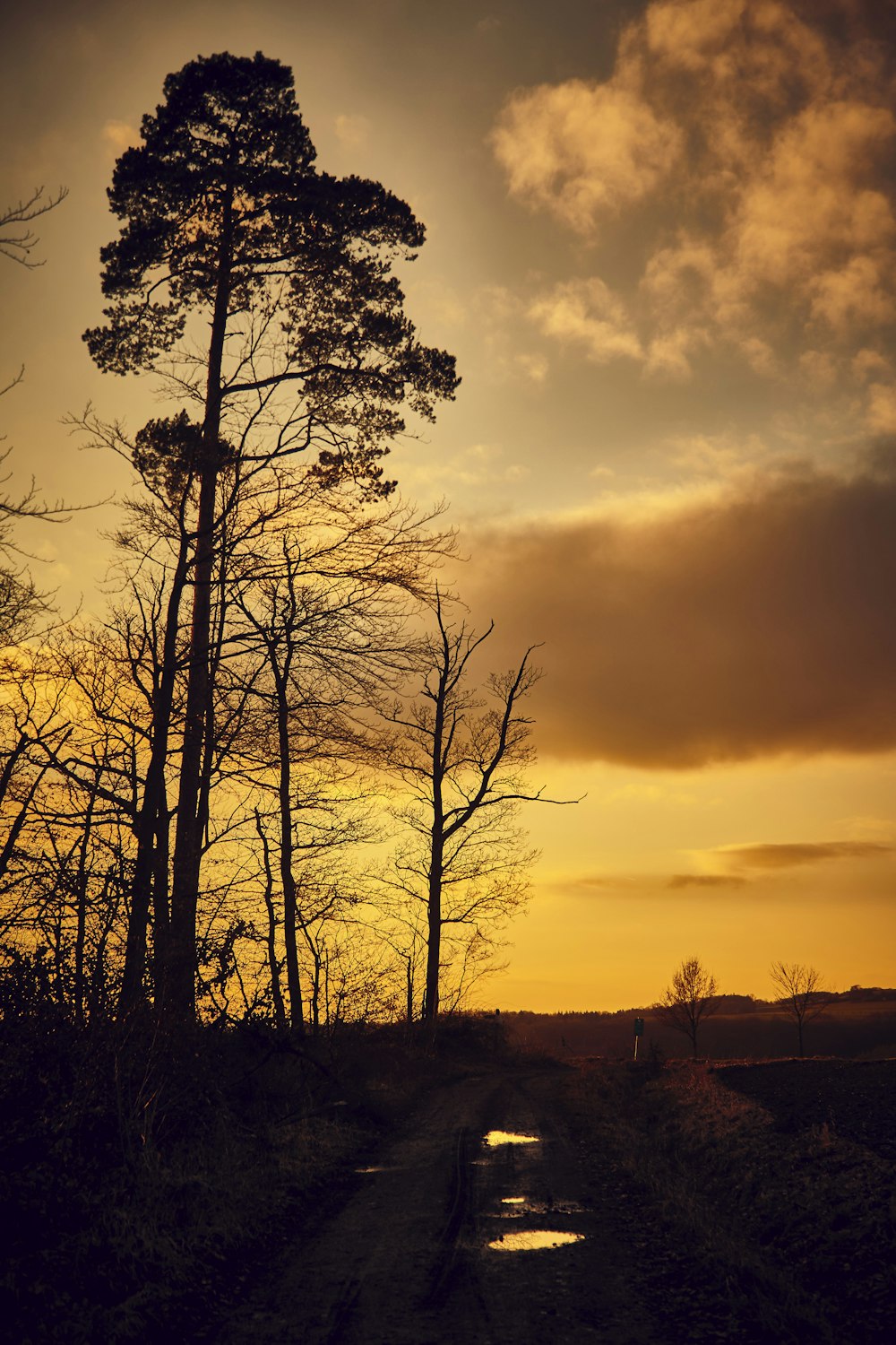 a dirt road surrounded by trees at sunset