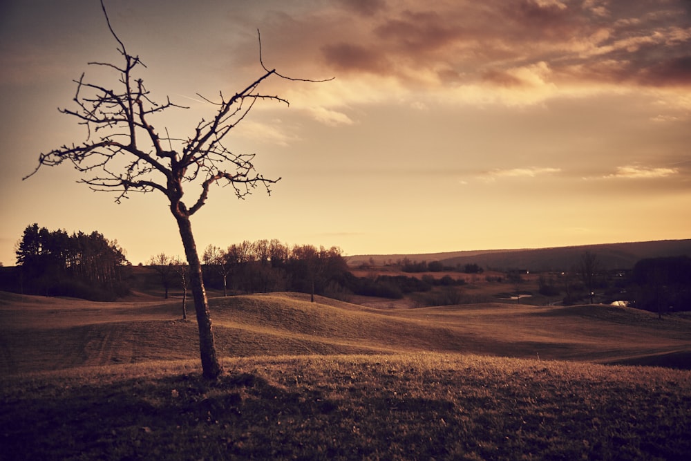 a lone tree in a grassy field at sunset