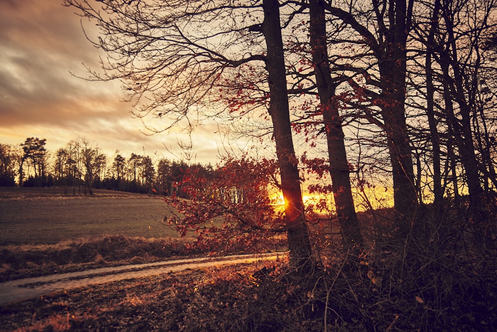 the sun is setting in the distance behind some trees