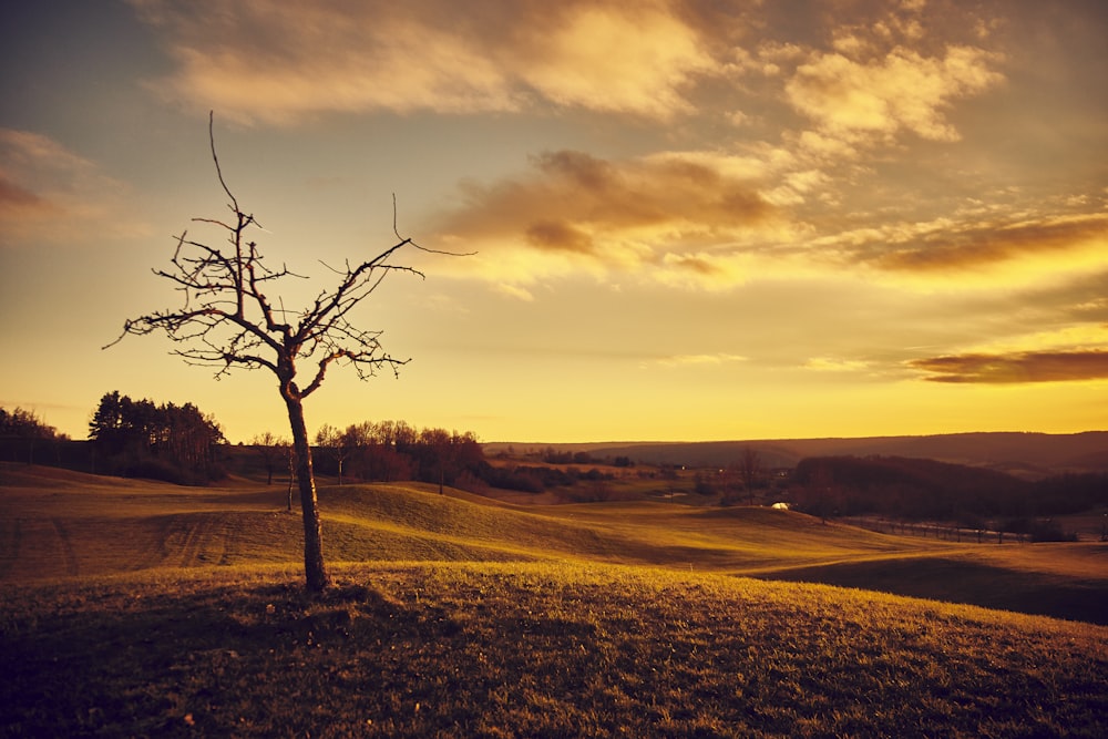 a lone tree in a grassy field at sunset