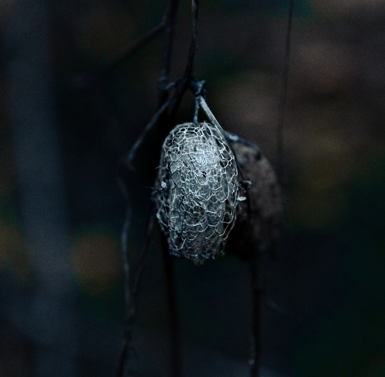 a spider web hanging from a tree branch