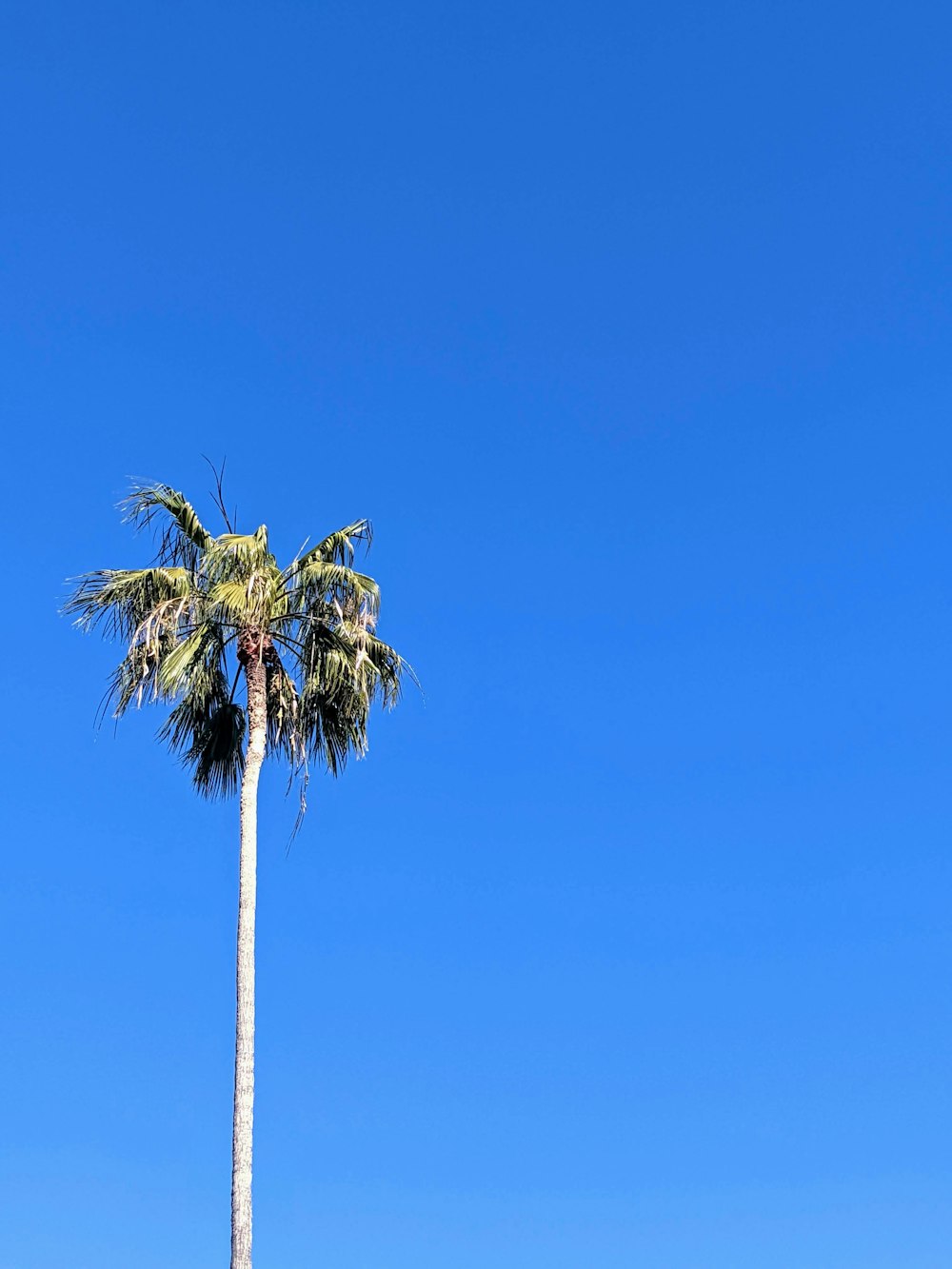 a tall palm tree with a blue sky in the background