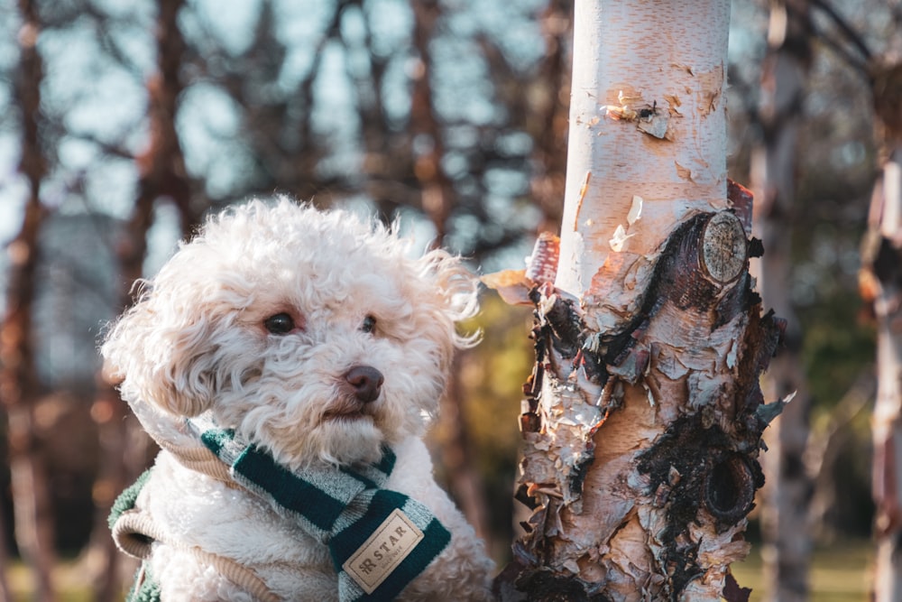 a small white dog wearing a green and white vest next to a tree