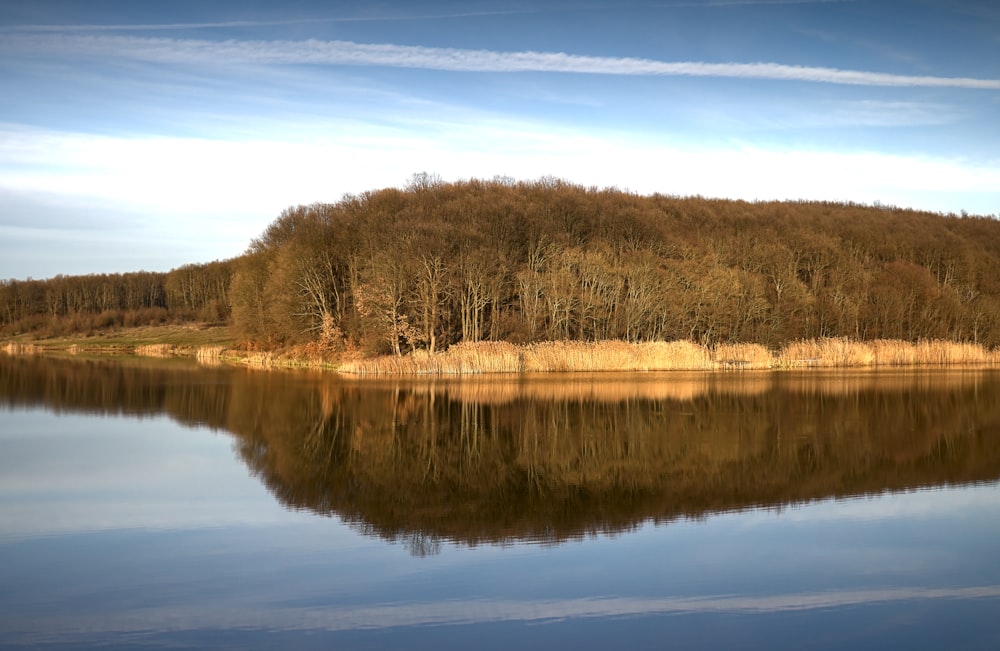 a body of water surrounded by a forest