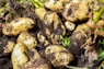 potatoes