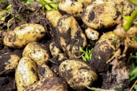 potatoes