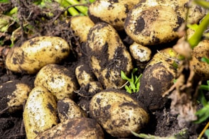 a pile of dirty potatoes sitting in the dirt