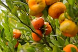 Clusters of ripe oranges hanging from lush green branches, surrounded by vibrant leaves. The composition highlights the fresh produce in a natural setting, showcasing the healthy fruit amid the greenery.